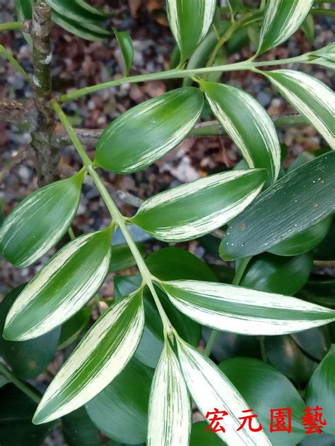 日本圓葉竹柏|元園種森 竹柏之家 ナギの庭: 竹柏品種